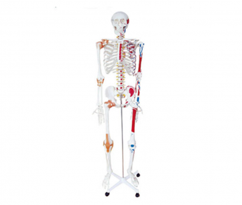 1:1 Human bone model price - human bone structure model - human skeleton model - human bone model manufacturers